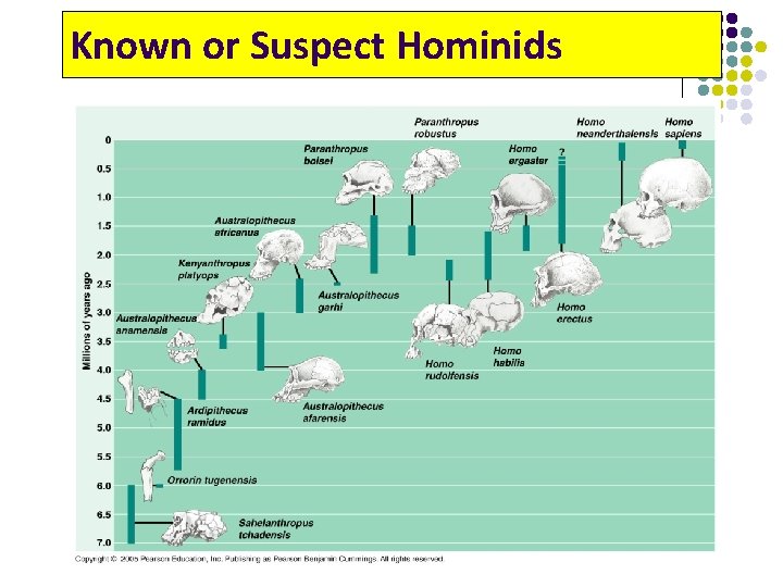 Known or Suspect Hominids 
