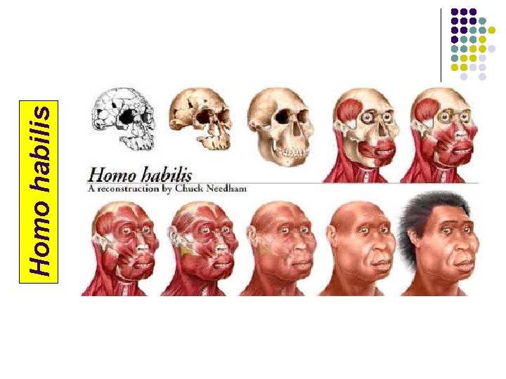 Homo habilis 