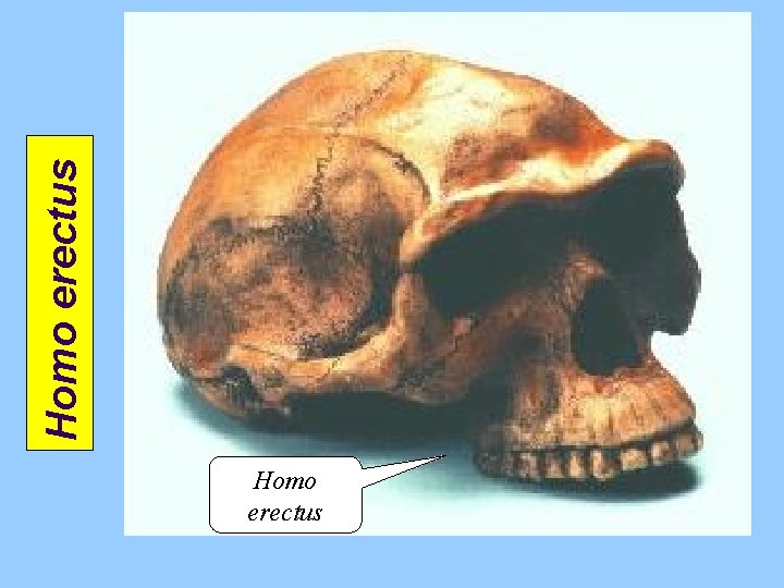 H. erectus Homo erectus Pan Homo erectus H. sapiens 