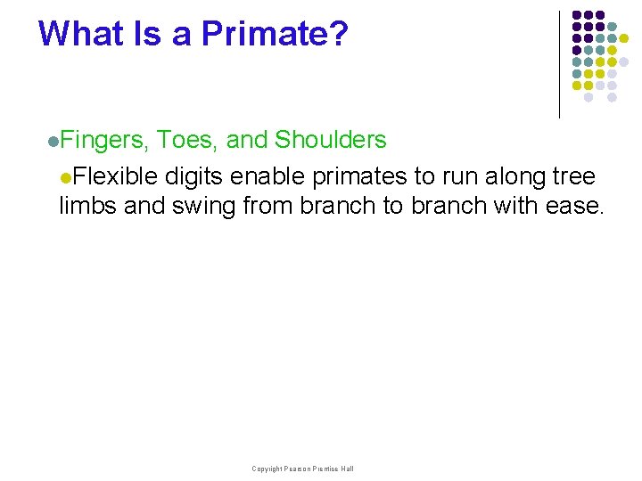 What Is a Primate? l. Fingers, Toes, and Shoulders l. Flexible digits enable primates