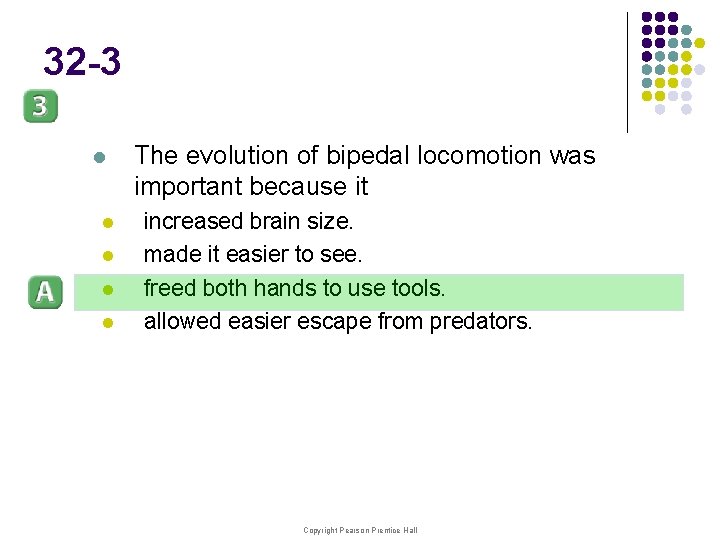 32 -3 l l l The evolution of bipedal locomotion was important because it