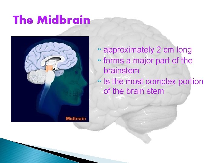The Midbrain approximately 2 cm long forms a major part of the brainstem Is