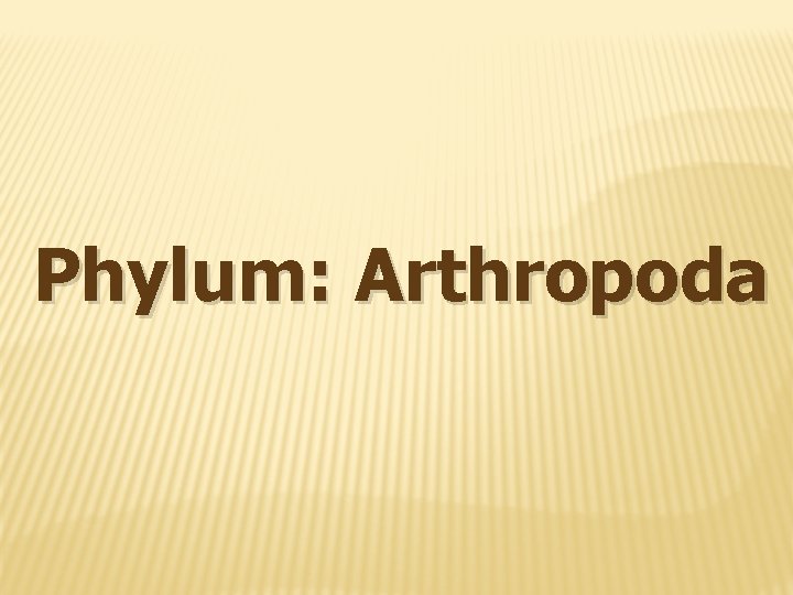 Phylum: Arthropoda 