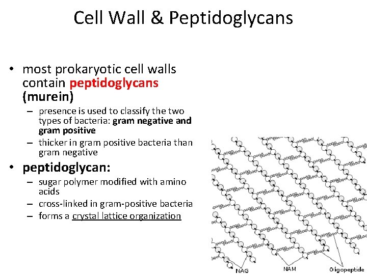 Cell Wall & Peptidoglycans • most prokaryotic cell walls contain peptidoglycans (murein) – presence