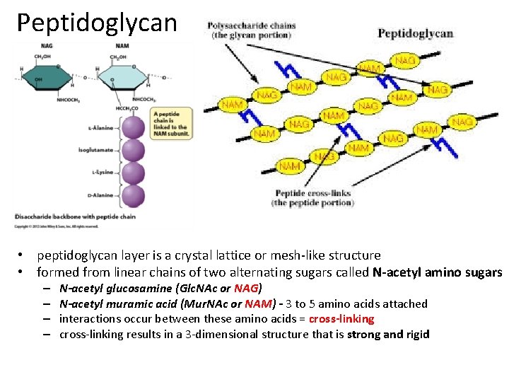 Peptidoglycan • peptidoglycan layer is a crystal lattice or mesh-like structure • formed from