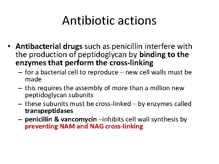 Antibiotic actions • Antibacterial drugs such as penicillin interfere with the production of peptidoglycan