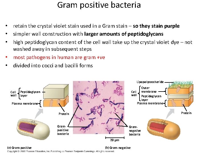 Gram positive bacteria • retain the crystal violet stain used in a Gram stain