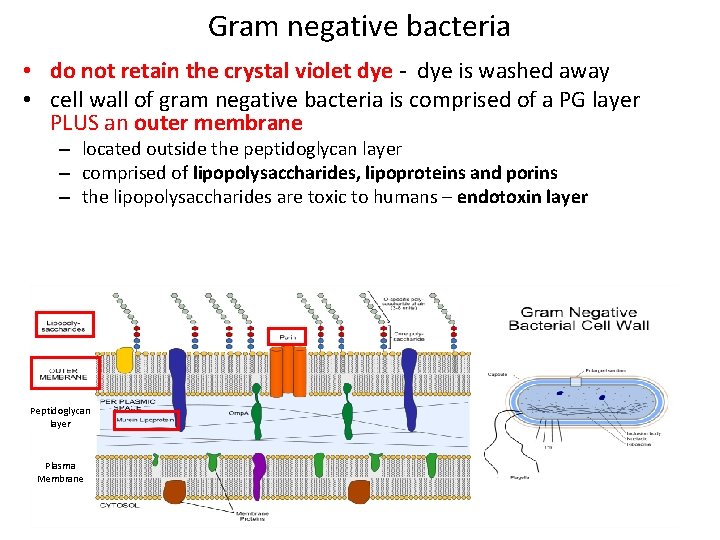 Gram negative bacteria • do not retain the crystal violet dye - dye is