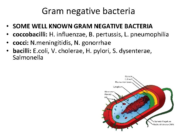 Gram negative bacteria • • SOME WELL KNOWN GRAM NEGATIVE BACTERIA coccobacilli: H. influenzae,