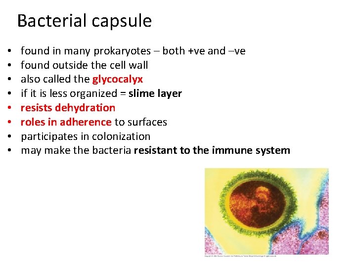 Bacterial capsule • • found in many prokaryotes – both +ve and –ve found