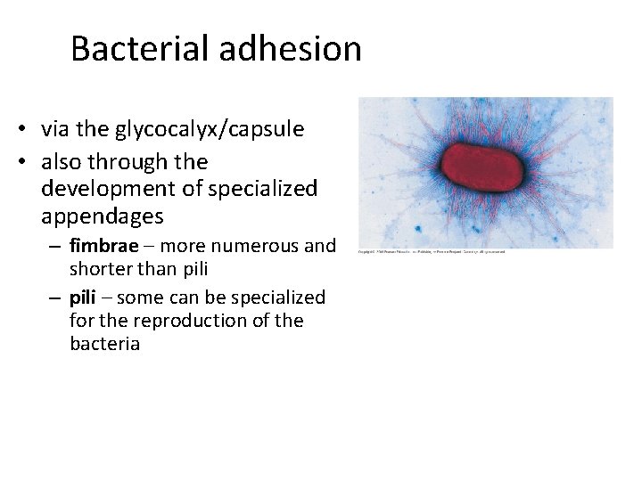 Bacterial adhesion • via the glycocalyx/capsule • also through the development of specialized appendages