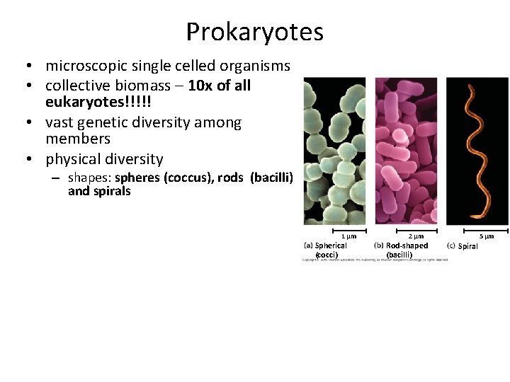 Celled are prokaryotes all organisms single what does