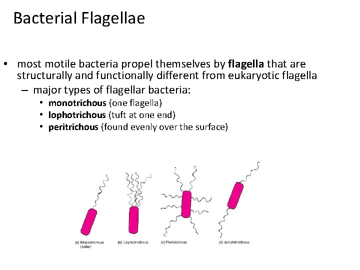 Bacterial Flagellae • most motile bacteria propel themselves by flagella that are structurally and