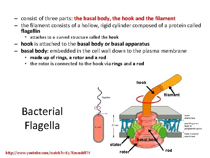 – consist of three parts: the basal body, the hook and the filament –