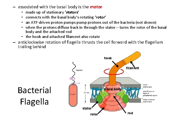 – associated with the basal body is the motor made up of stationary ‘stators’