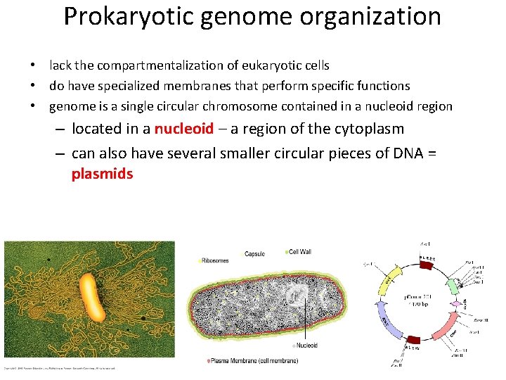 Prokaryotic genome organization • lack the compartmentalization of eukaryotic cells • do have specialized