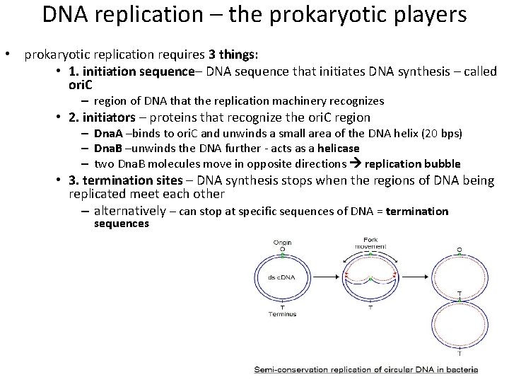DNA replication – the prokaryotic players • prokaryotic replication requires 3 things: • 1.
