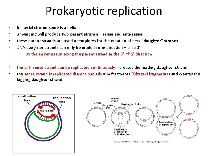 Prokaryotic replication • • bacterial chromosome is a helix unwinding will produce two parent