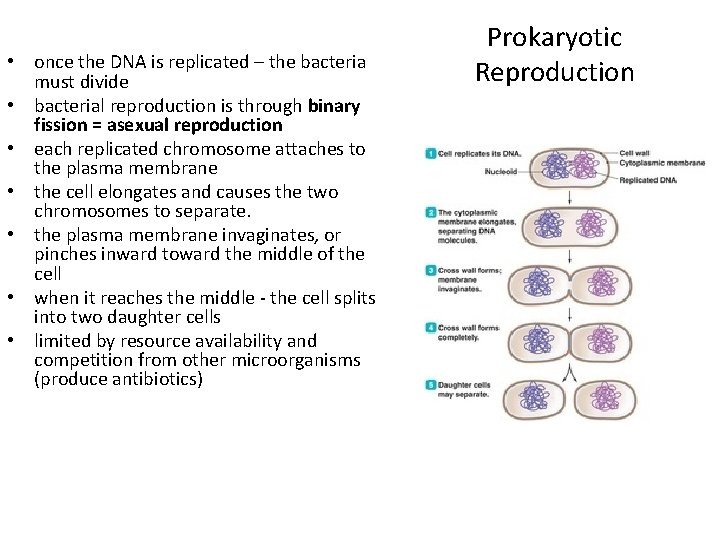  • once the DNA is replicated – the bacteria must divide • bacterial