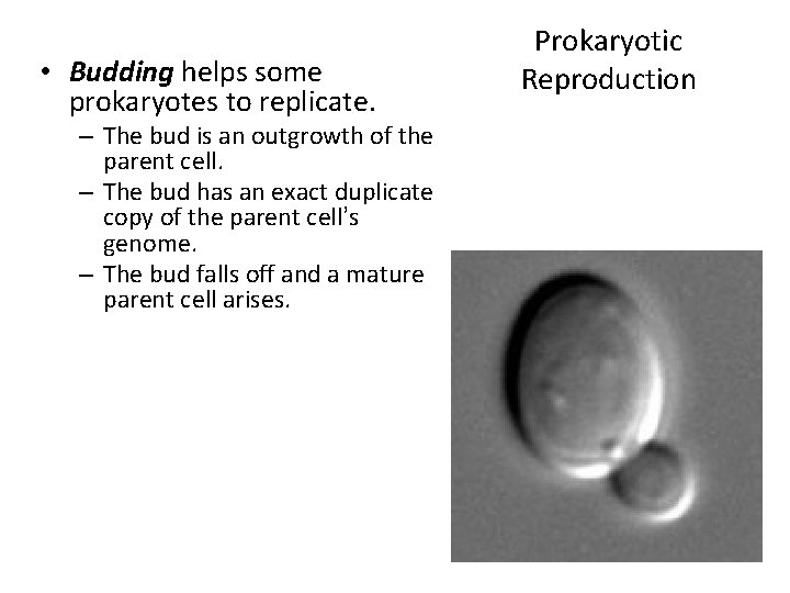  • Budding helps some prokaryotes to replicate. – The bud is an outgrowth