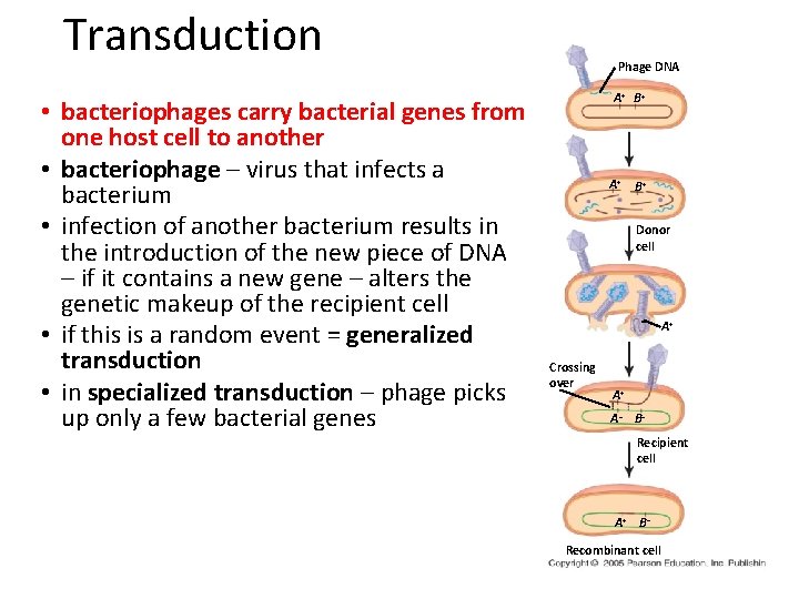 Transduction • bacteriophages carry bacterial genes from one host cell to another • bacteriophage