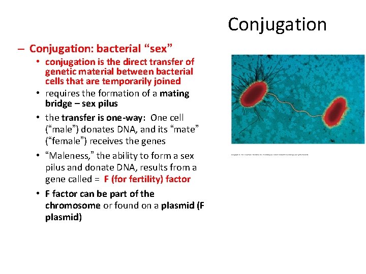 Conjugation – Conjugation: bacterial “sex” • conjugation is the direct transfer of genetic material