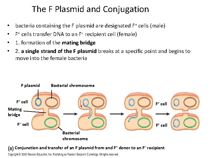 The F Plasmid and Conjugation • • bacteria containing the F plasmid are designated