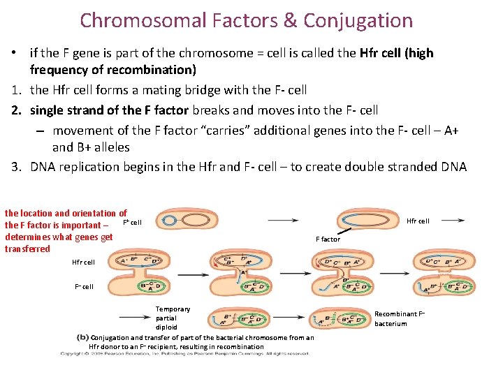 Chromosomal Factors & Conjugation • if the F gene is part of the chromosome