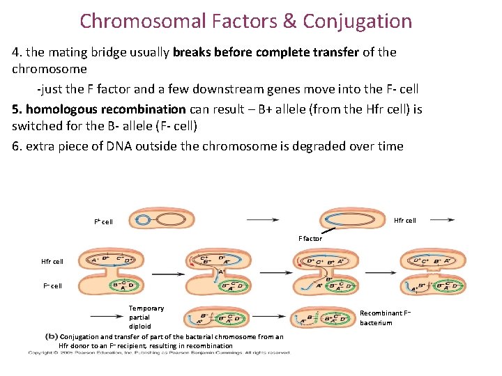 Chromosomal Factors & Conjugation 4. the mating bridge usually breaks before complete transfer of