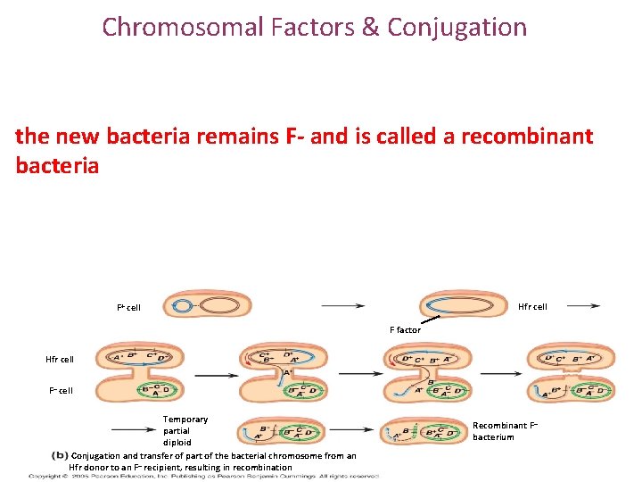 Chromosomal Factors & Conjugation the new bacteria remains F- and is called a recombinant