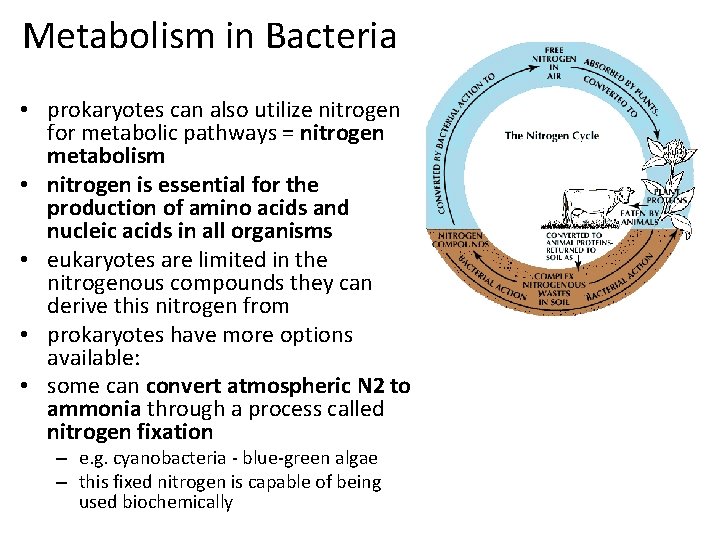 Metabolism in Bacteria • prokaryotes can also utilize nitrogen for metabolic pathways = nitrogen