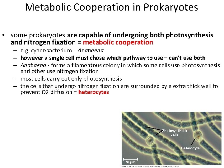 Metabolic Cooperation in Prokaryotes • some prokaryotes are capable of undergoing both photosynthesis and