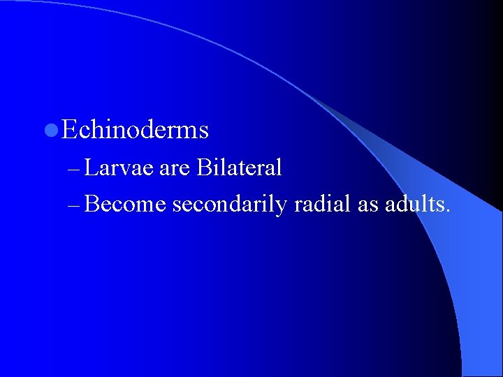 l Echinoderms – Larvae are Bilateral – Become secondarily radial as adults. l Echinoderms – Larvae are Bilateral – Become secondarily radial as adults.