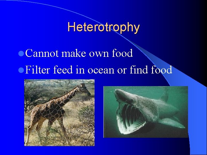 Heterotrophy l Cannot make own food l Filter feed in ocean or find food Heterotrophy l Cannot make own food l Filter feed in ocean or find food