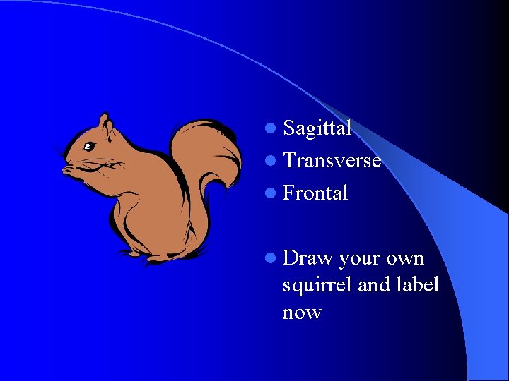 l Sagittal l Transverse l Frontal l Draw your own squirrel and label now l Sagittal l Transverse l Frontal l Draw your own squirrel and label now