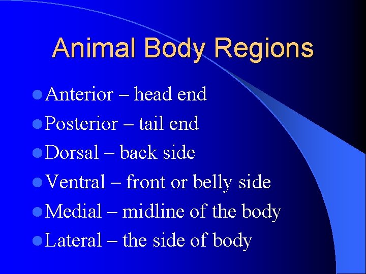 Animal Body Regions l Anterior – head end l Posterior – tail end l Animal Body Regions l Anterior – head end l Posterior – tail end l