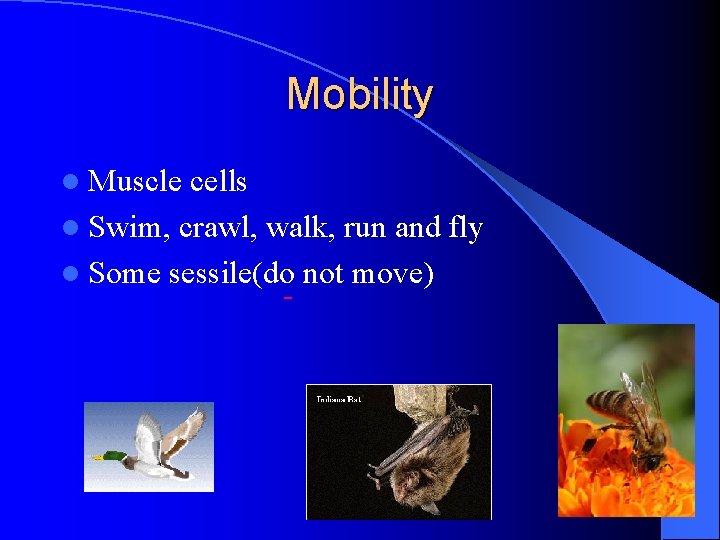 Mobility l Muscle cells l Swim, crawl, walk, run and fly l Some sessile(do Mobility l Muscle cells l Swim, crawl, walk, run and fly l Some sessile(do