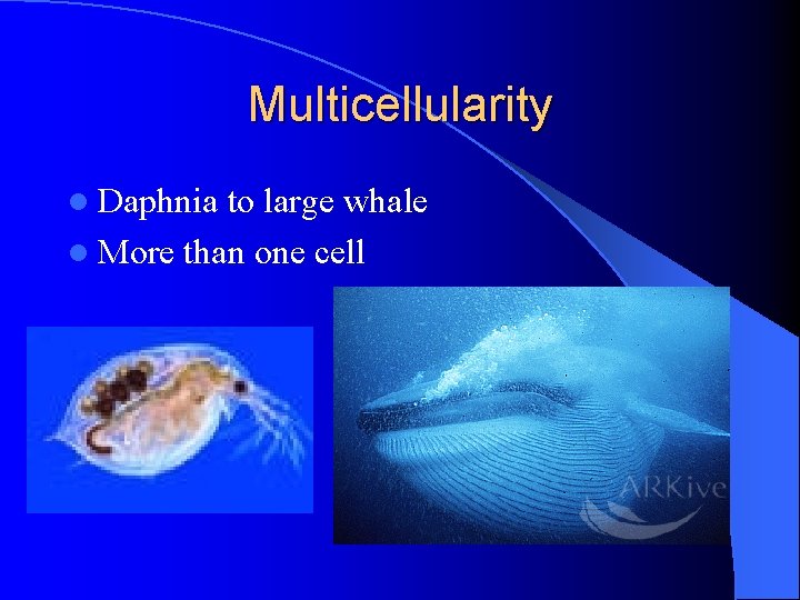 Multicellularity l Daphnia to large whale l More than one cell Multicellularity l Daphnia to large whale l More than one cell