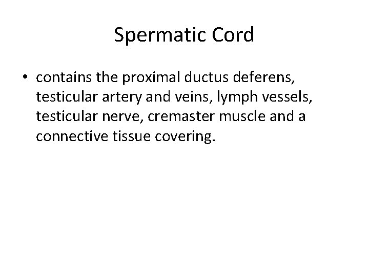 Spermatic Cord • contains the proximal ductus deferens, testicular artery and veins, lymph vessels,