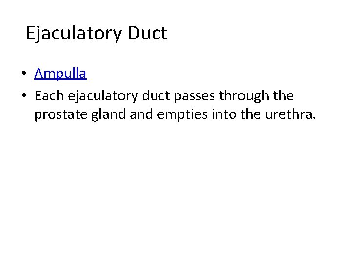 Ejaculatory Duct • Ampulla • Each ejaculatory duct passes through the prostate gland empties