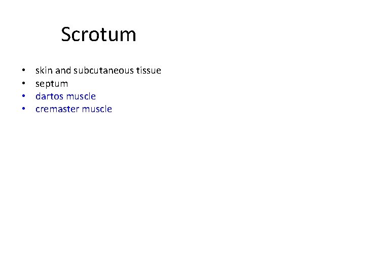 Scrotum • • skin and subcutaneous tissue septum dartos muscle cremaster muscle 