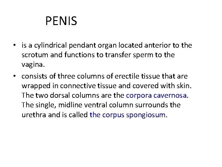 PENIS • is a cylindrical pendant organ located anterior to the scrotum and functions