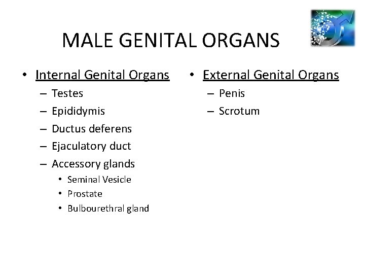 MALE GENITAL ORGANS • Internal Genital Organs – – – Testes Epididymis Ductus deferens