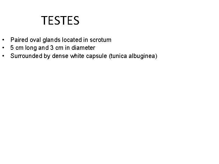 TESTES • Paired oval glands located in scrotum • 5 cm long and 3