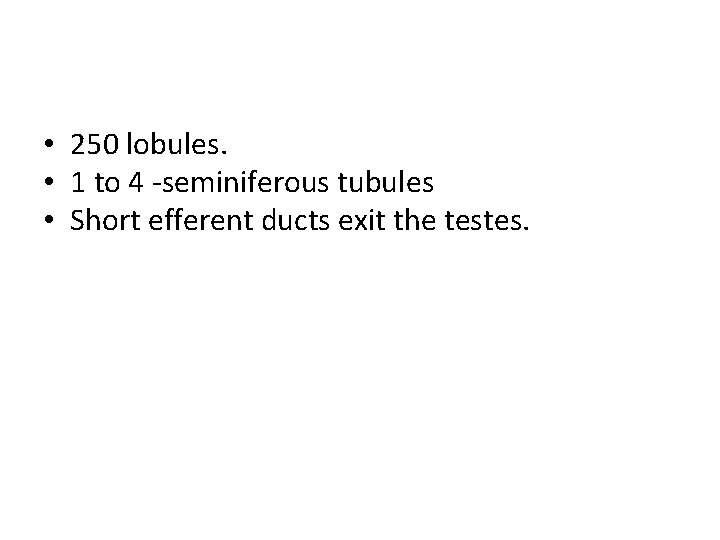  • 250 lobules. • 1 to 4 -seminiferous tubules • Short efferent ducts