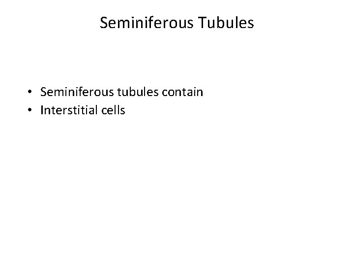 Seminiferous Tubules • Seminiferous tubules contain • Interstitial cells 