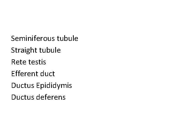Seminiferous tubule Straight tubule Rete testis Efferent duct Ductus Epididymis Ductus deferens 