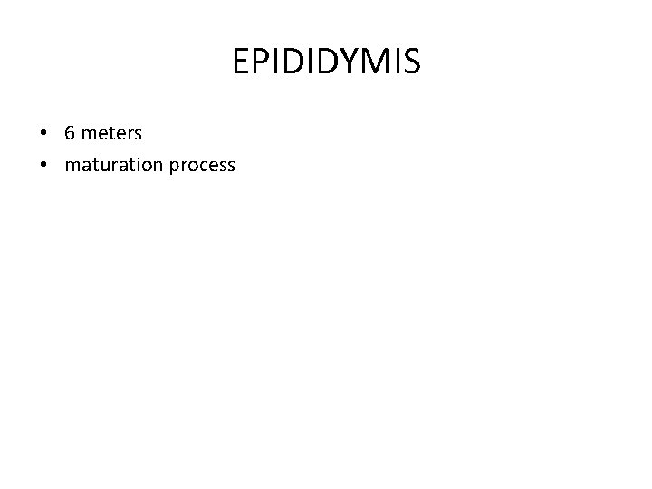 EPIDIDYMIS • 6 meters • maturation process 