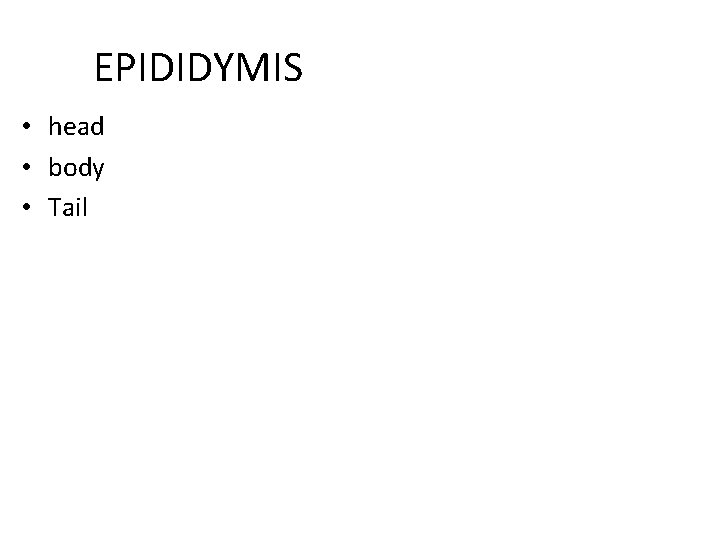 EPIDIDYMIS • head • body • Tail 