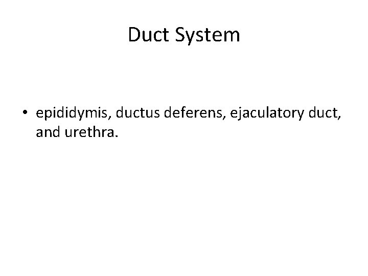 Duct System • epididymis, ductus deferens, ejaculatory duct, and urethra. 